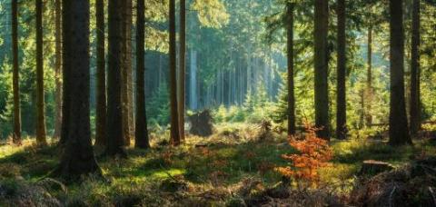 La forêt: un investissement avantageux 